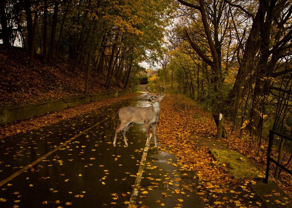 Driving Hazards Brought on by Fall Weather Changes, autumn road with wet leaves and a male deer standing in the middle of the road