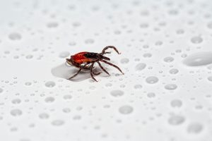 Deer tick crawling on a surface with water droplets