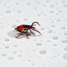 12 Ways to Avoid Ticks This Summer