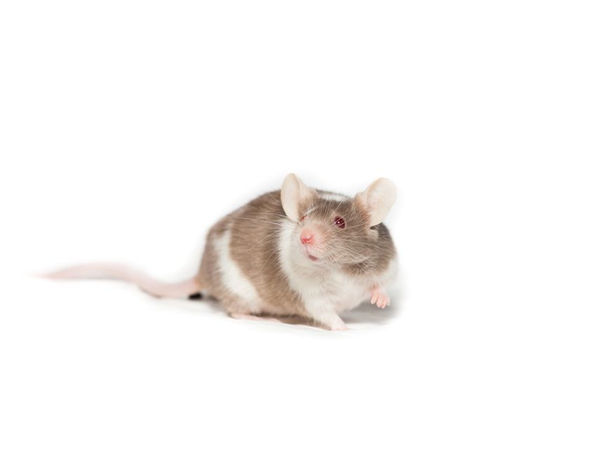 Brown and white mouse holding paw up, has red eyes looks alert, on white background.