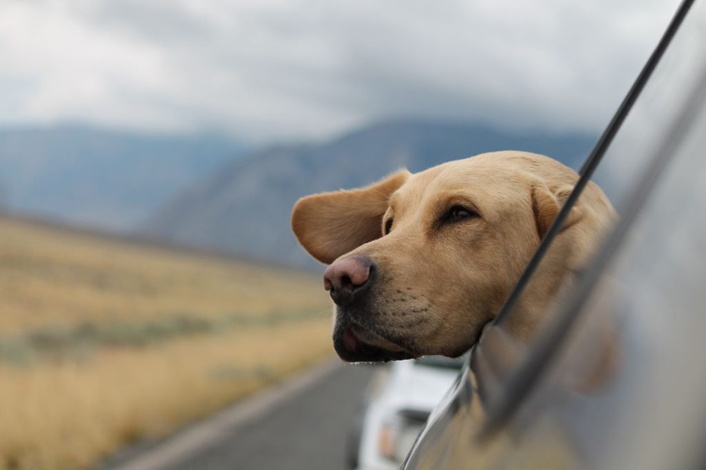 Yellow lab dog with head sticking out of a vehicle window that is driving on a road with mountains in the background.